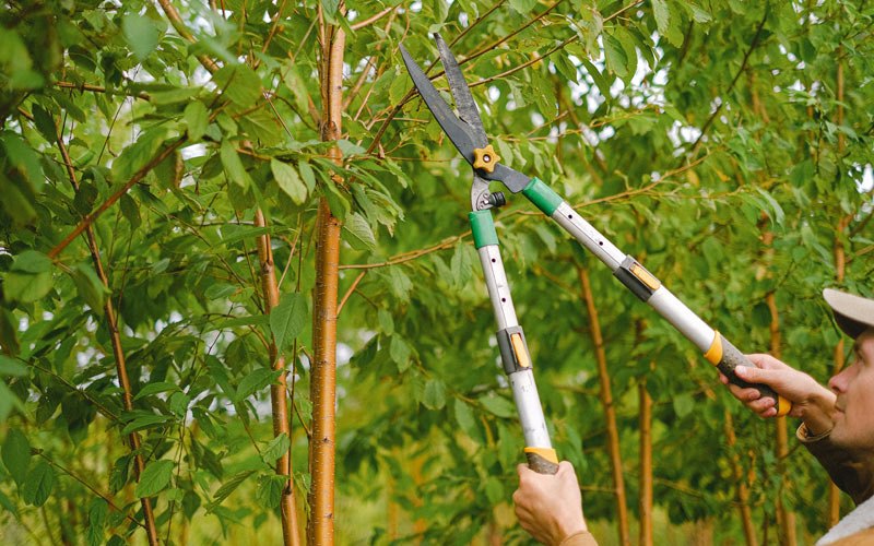 Tree trimming in Santa Isabel, PR